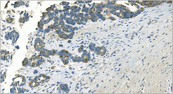 product-image-AAA19353_IHC6.jpg
