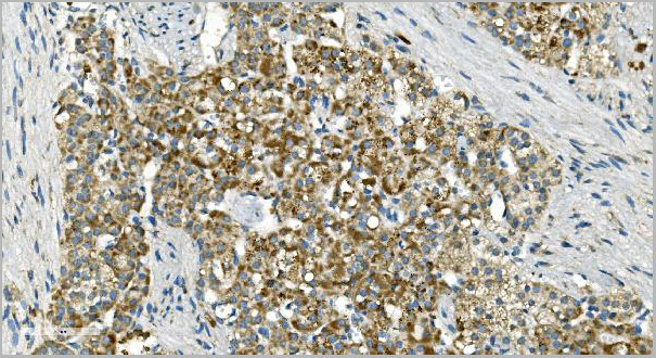 product-image-AAA19353_IHC7.jpg
