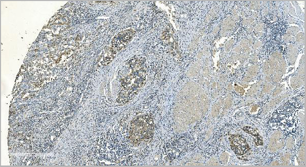 product-image-AAA19353_IHC8.jpg