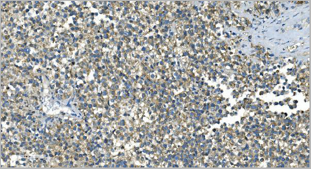 product-image-AAA19353_IHC9.jpg