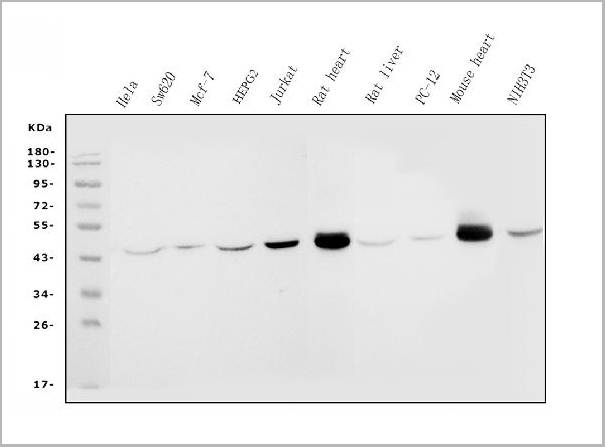 product-image-AAA19353_WB.jpg