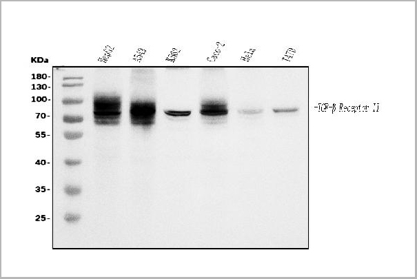 product-image-AAA19357_WB.jpg