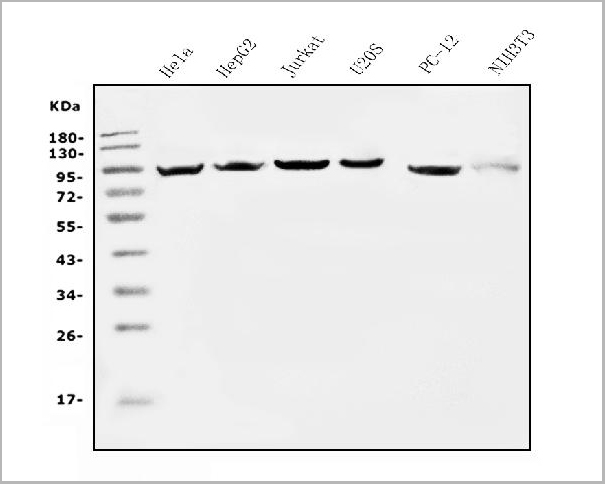 product-image-AAA19358_WB.jpg