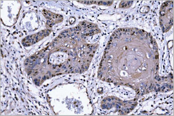 product-image-AAA19419_IHC2.jpg