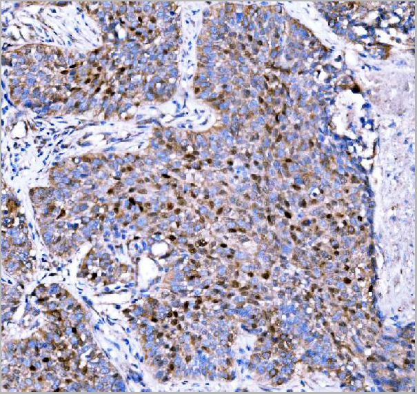 product-image-AAA19419_IHC4.jpg
