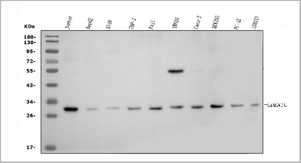 product-image-AAA19419_WB.jpg