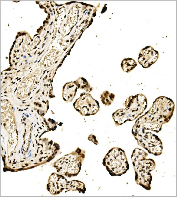 product-image-AAA19422_IHC5.jpg