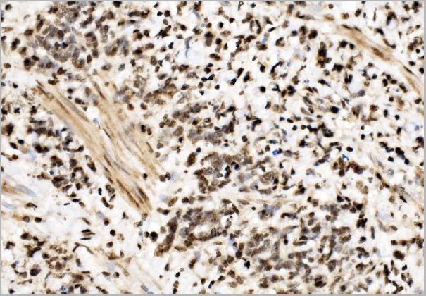 product-image-AAA19422_IHC7.jpg