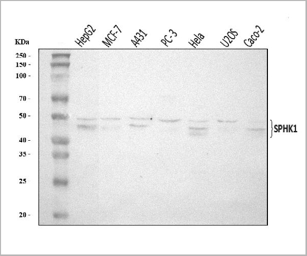 product-image-AAA19422_WB.jpg