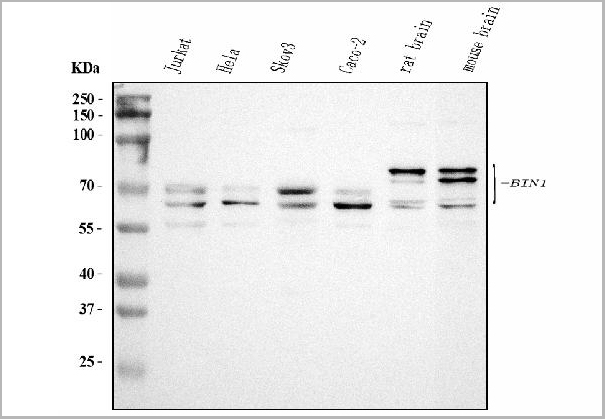 product-image-AAA19424_WB.jpg