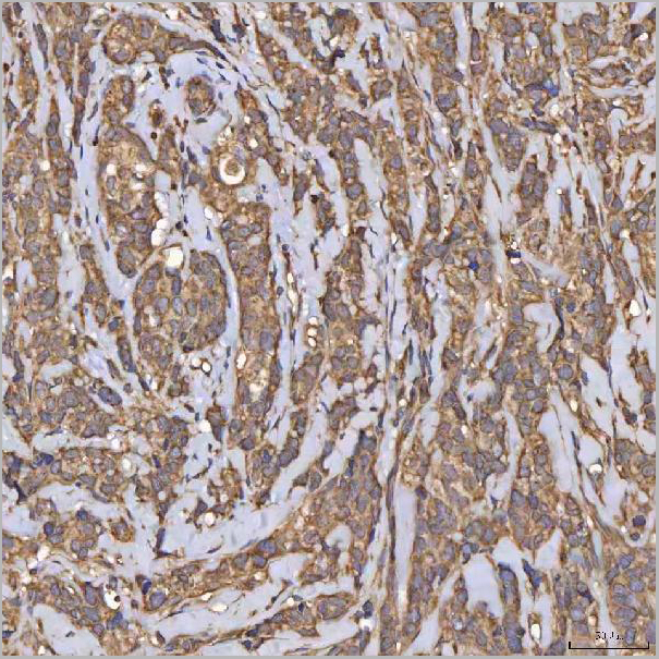 product-image-AAA19425_IHC3.jpg