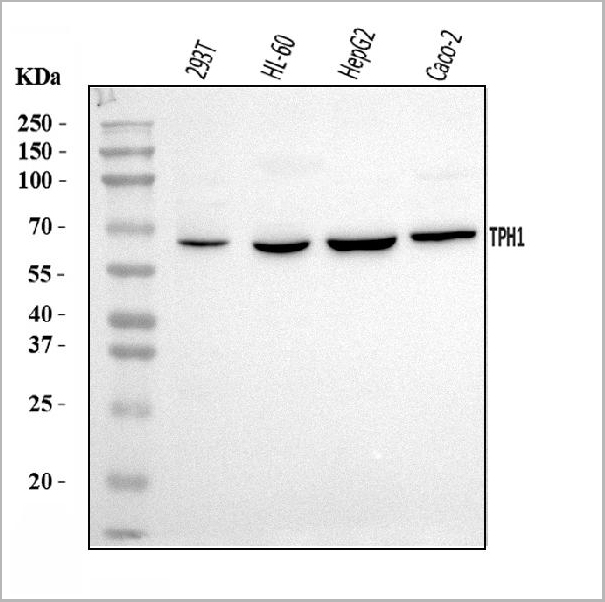 product-image-AAA19426_WB.jpg