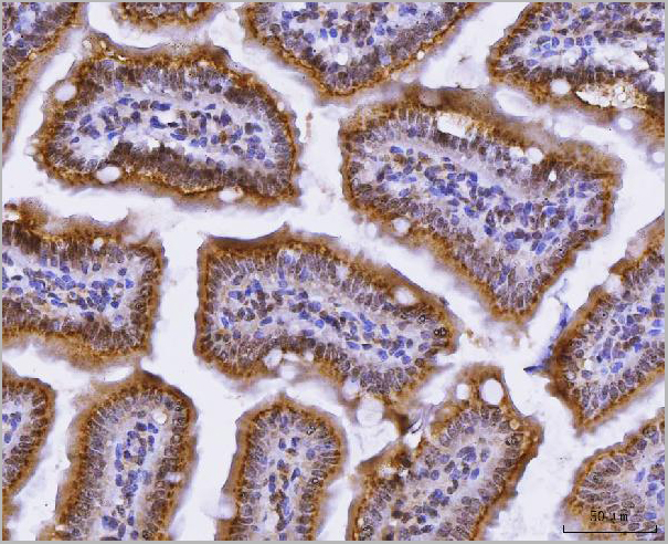 product-image-AAA19427_IHC5.jpg