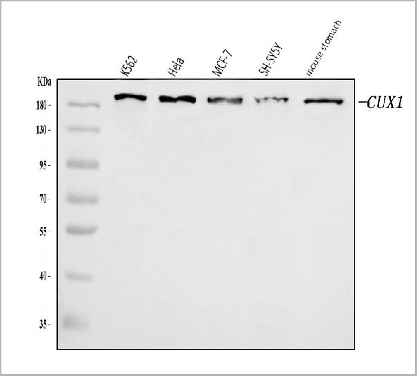product-image-AAA19427_WB.jpg