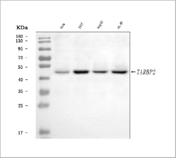 product-image-AAA19428_WB.jpg