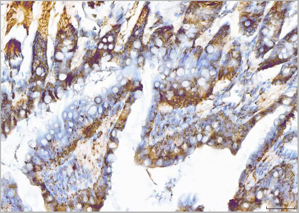 product-image-AAA19429_IHC5.jpg
