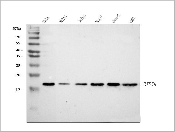 product-image-AAA19429_WB.jpg