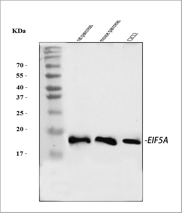 product-image-AAA19429_WB2.jpg