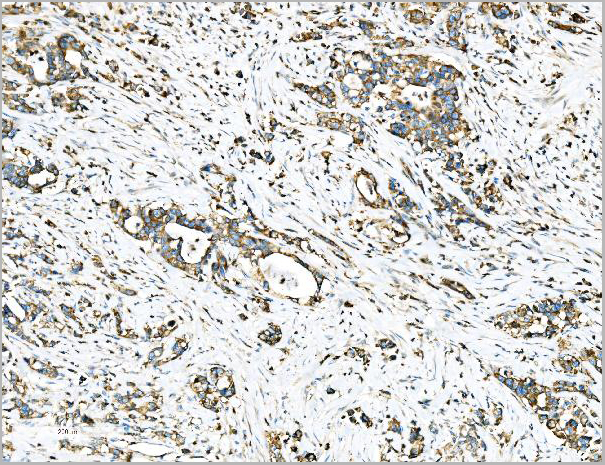 product-image-AAA19430_IHC3.jpg