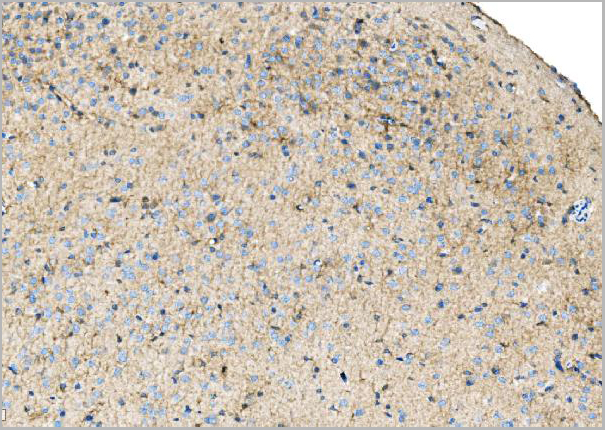 product-image-AAA19430_IHC5.jpg