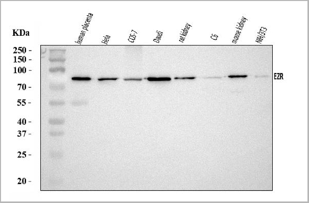 product-image-AAA19430_WB.jpg
