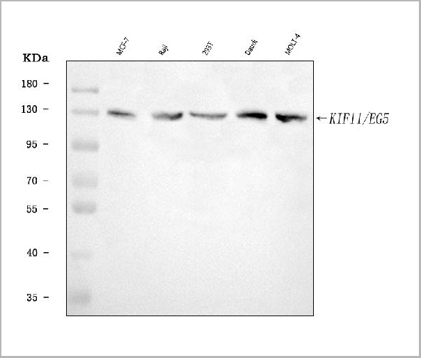 product-image-AAA19431_WB.jpg