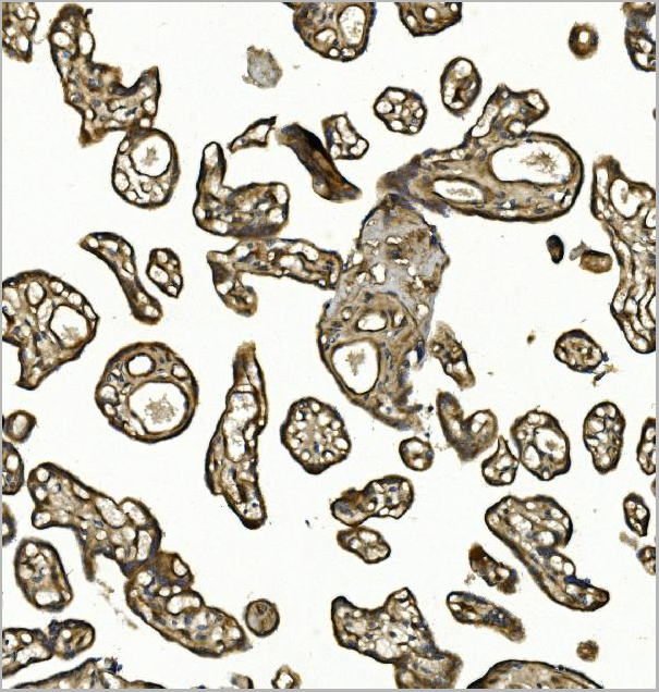 product-image-AAA19432_IHC6.jpg