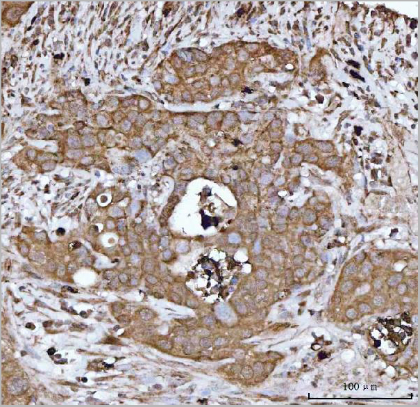product-image-AAA19433_IHC3.jpg