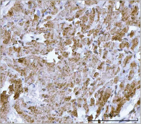 product-image-AAA19433_IHC5.jpg