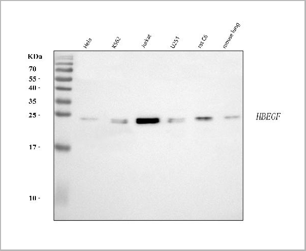product-image-AAA19433_WB.jpg