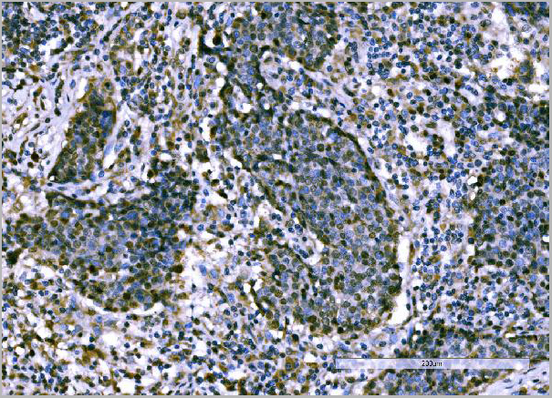 product-image-AAA19434_IHC5.jpg
