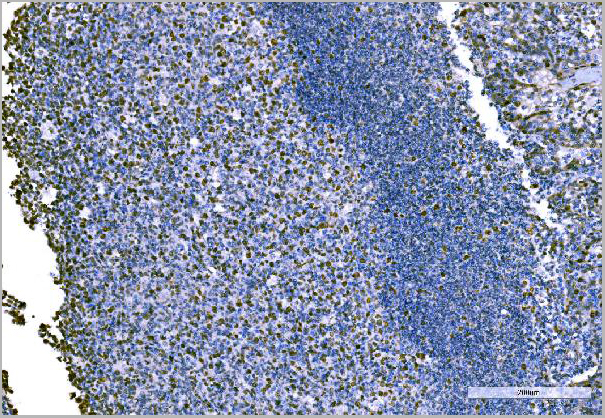 product-image-AAA19434_IHC6.jpg