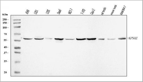 product-image-AAA19434_WB.jpg