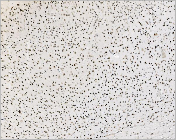 product-image-AAA19435_IHC7.jpg
