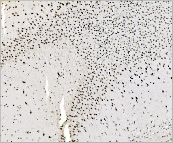 product-image-AAA19435_IHC8.jpg