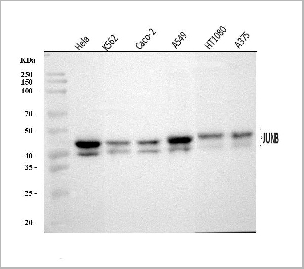 product-image-AAA19435_WB.jpg