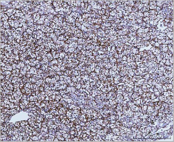 product-image-AAA19437_IHC7.jpg