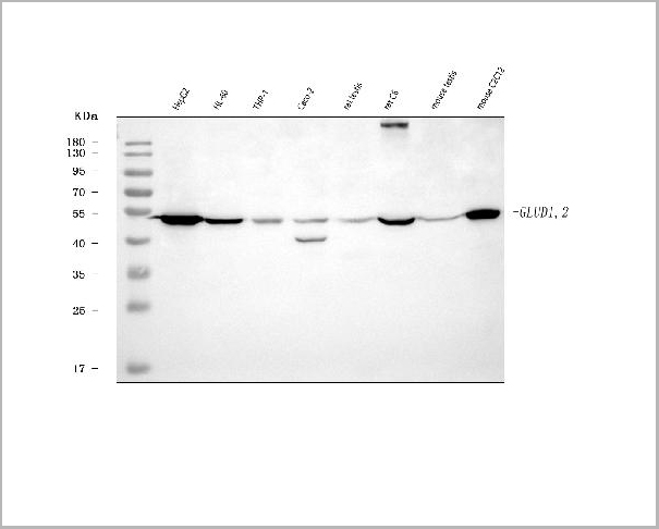 product-image-AAA19437_WB.jpg