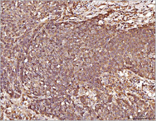 product-image-AAA19438_IHC3.jpg