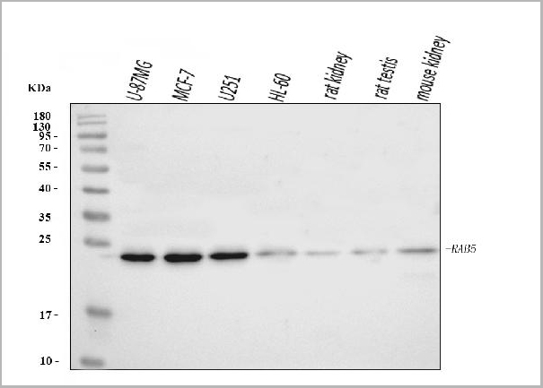 product-image-AAA19438_WB.jpg