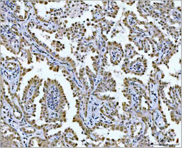 product-image-AAA19630_IHC4.jpg