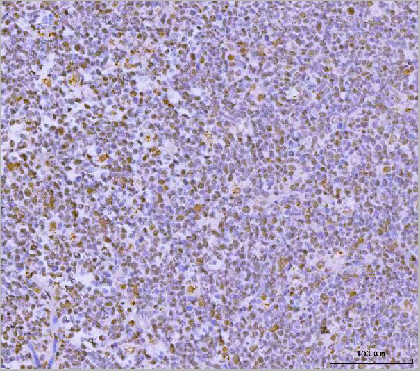 product-image-AAA19630_IHC6.jpg