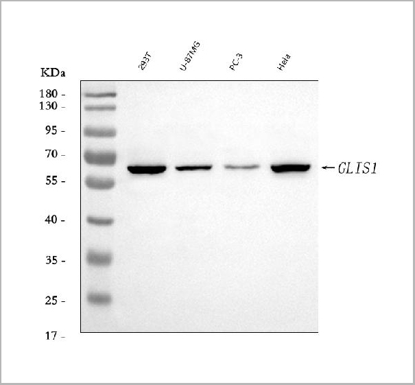 product-image-AAA19630_WB.jpg