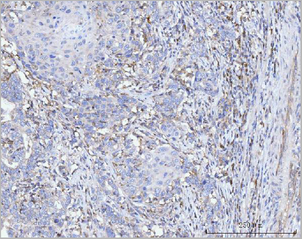 product-image-AAA19713_IHC3.jpg
