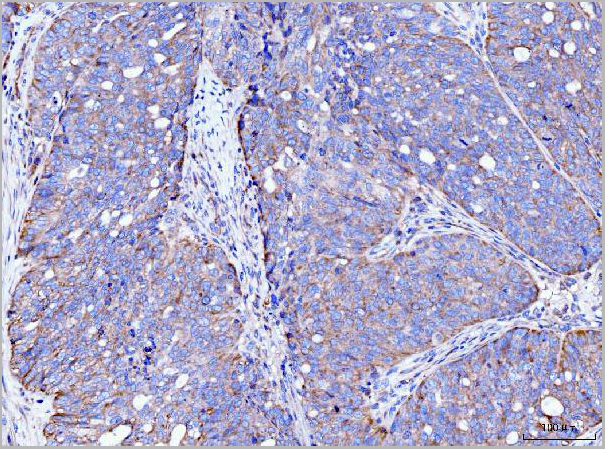 product-image-AAA19713_IHC4.jpg