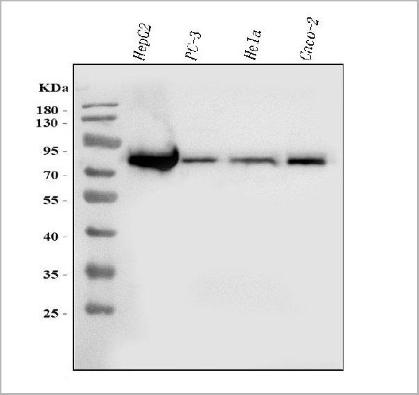 product-image-AAA19713_WB8.jpg