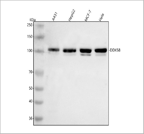 product-image-AAA19726_WB.jpg