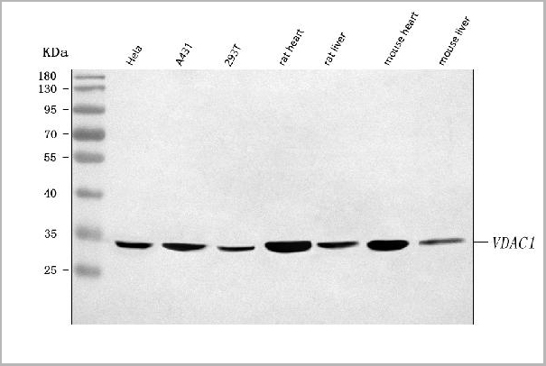 product-image-AAA19745_WB.jpg