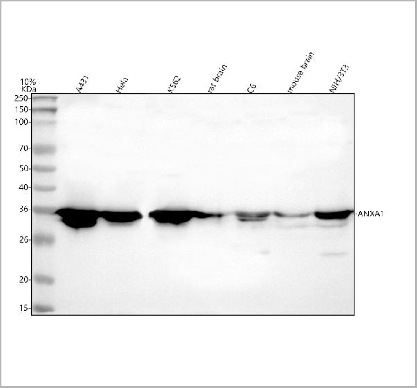 product-image-AAA19749_WB.jpg