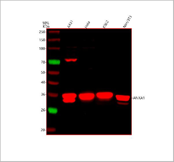 product-image-AAA19749_WB2.jpg